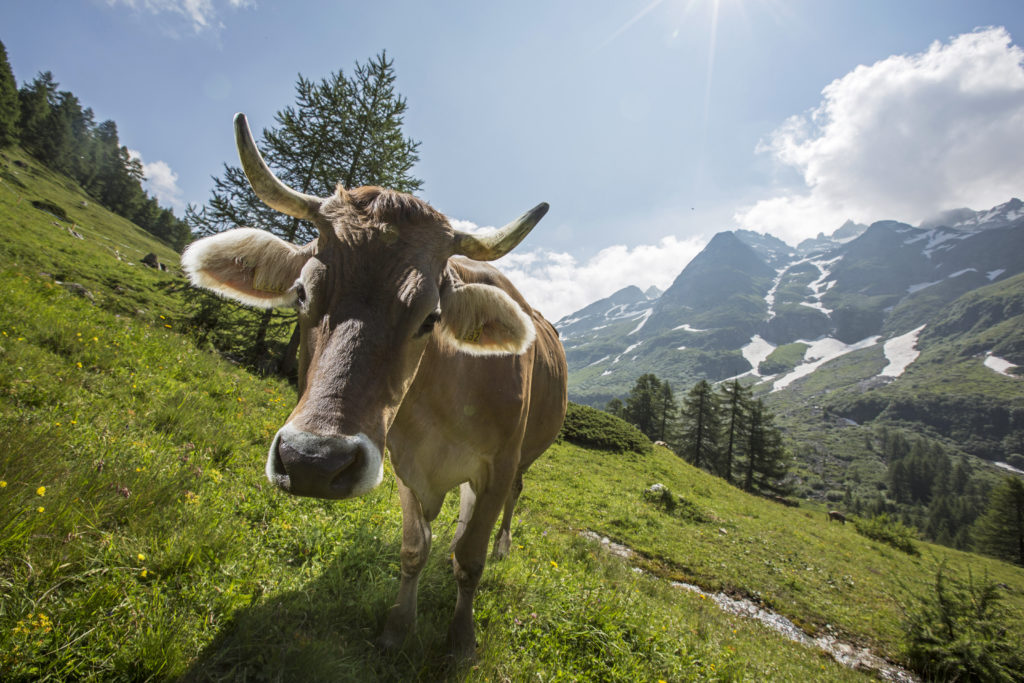 Alphütte Planier Riederalp, Landschaftpark Binntal